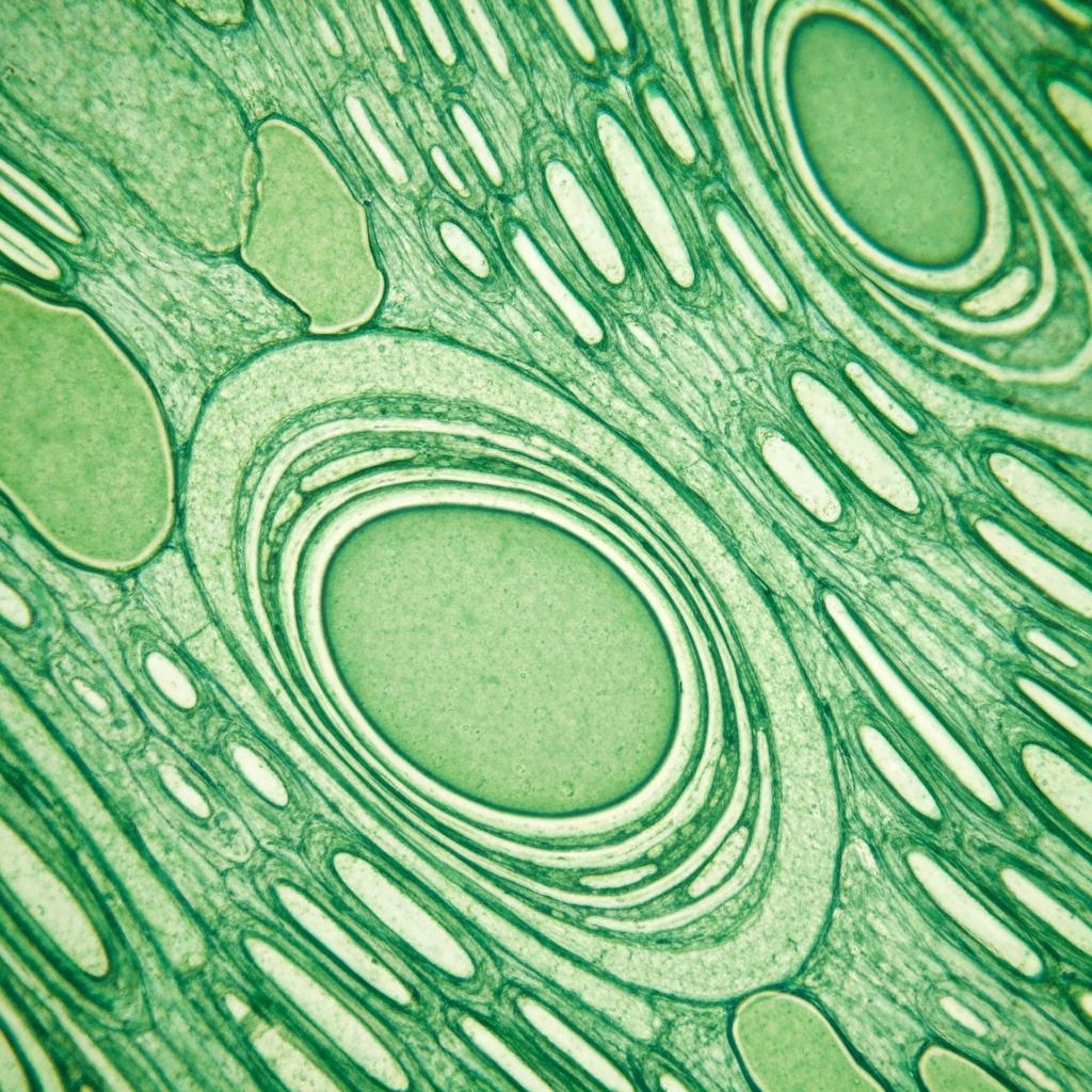 Mikroskopowy widok biologicznych procesów roślinnych